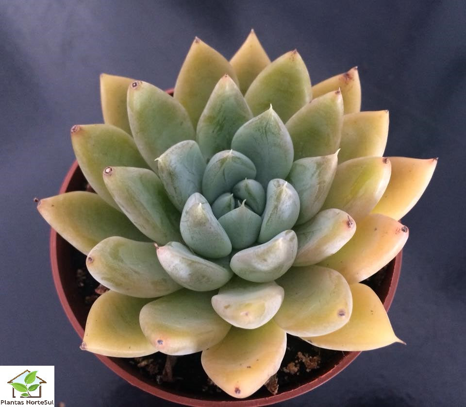 Echeveria Mary Bell