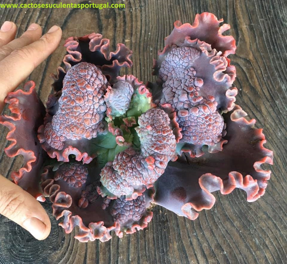 Echeveria 'Maze'