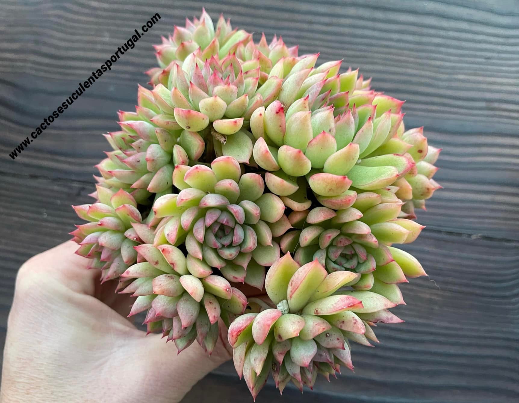 Echeveria 'Mebina', extra verzweigt