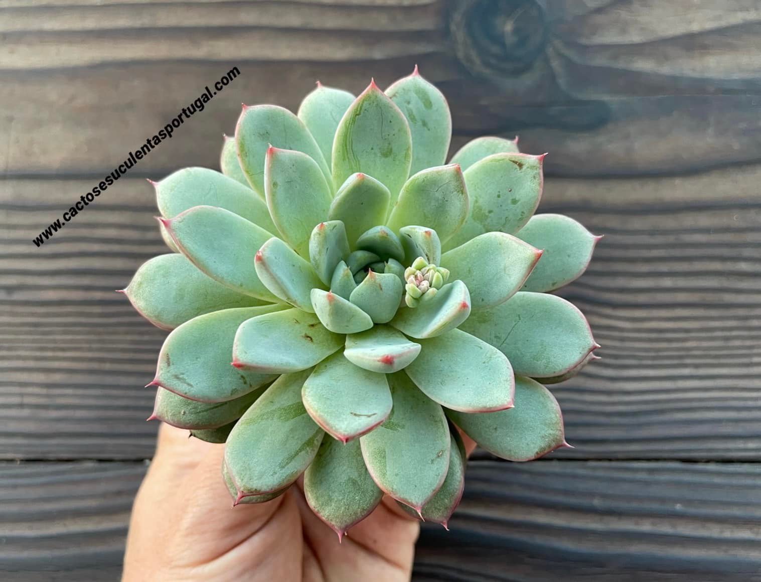 Echeveria 'Morado'