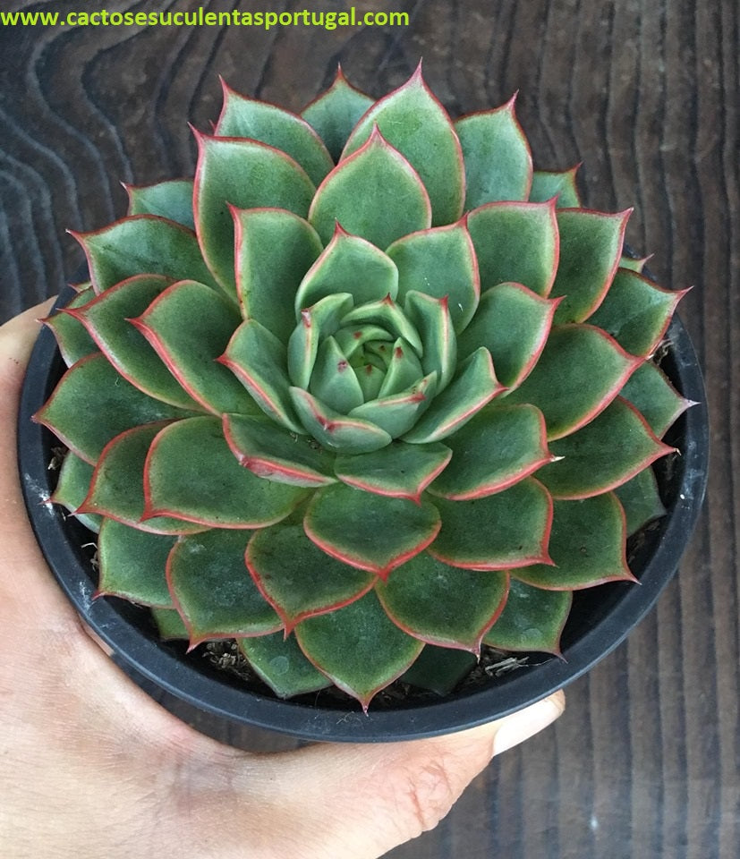 Echeveria Parva X Agavoides