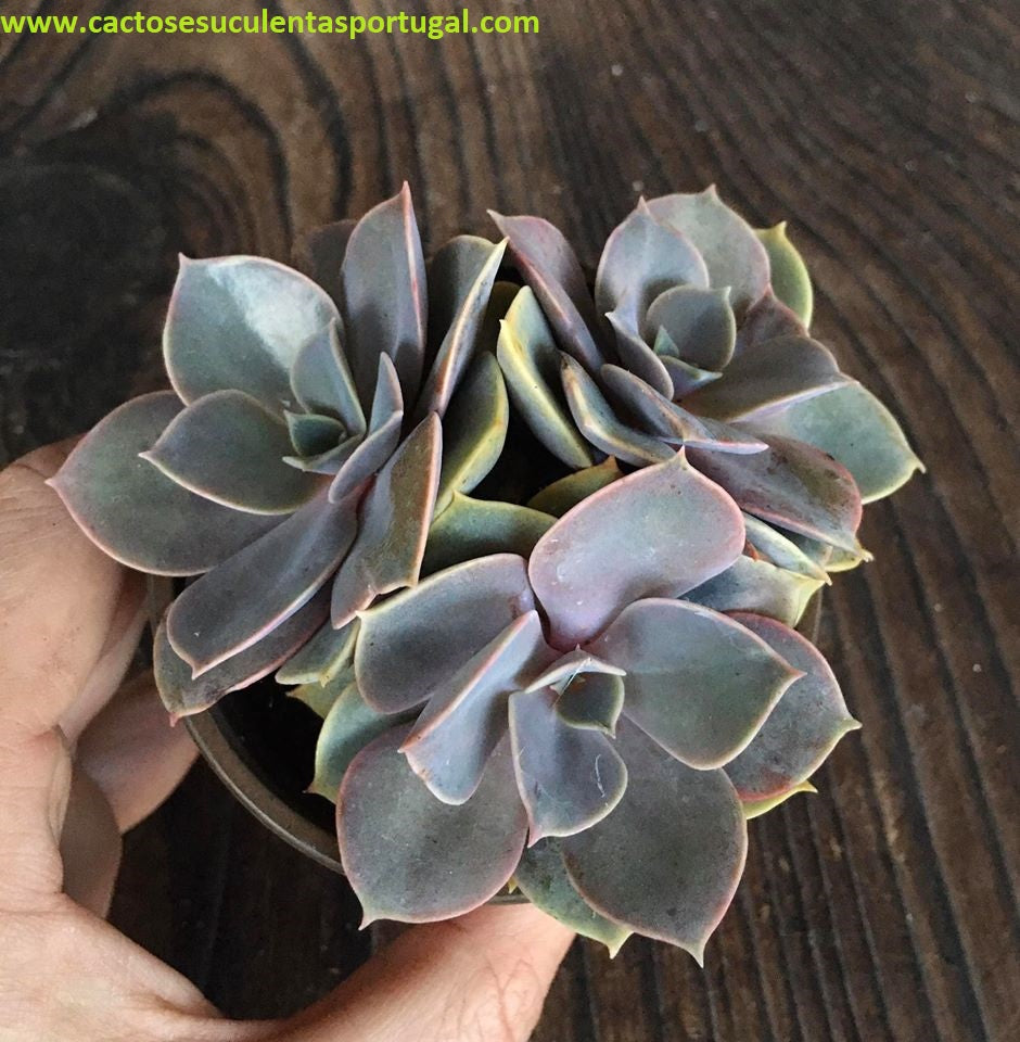 Echeveria Perle Von Nurnberg form. bouquet