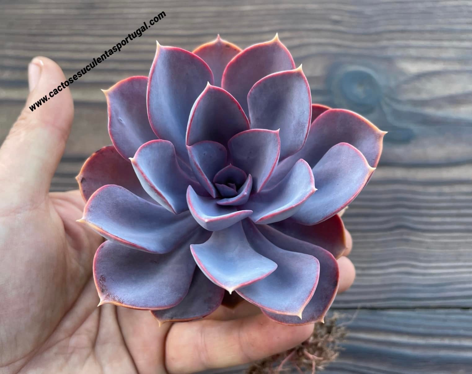 Echeveria 'Purple Pearl'