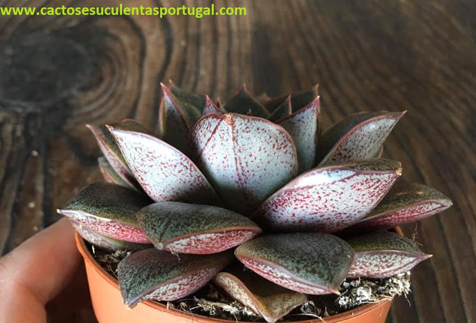 Echeveria Purpusorum Subs. Dionysos