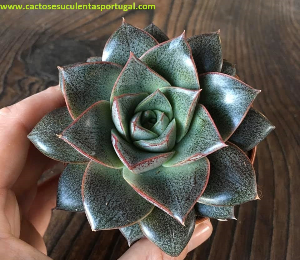 Echeveria Purpusorum Subs. Dionysos