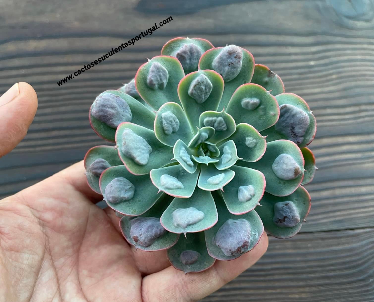 Echeveria raindrops