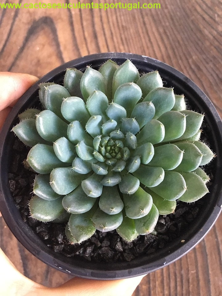 Echeveria Rundelli