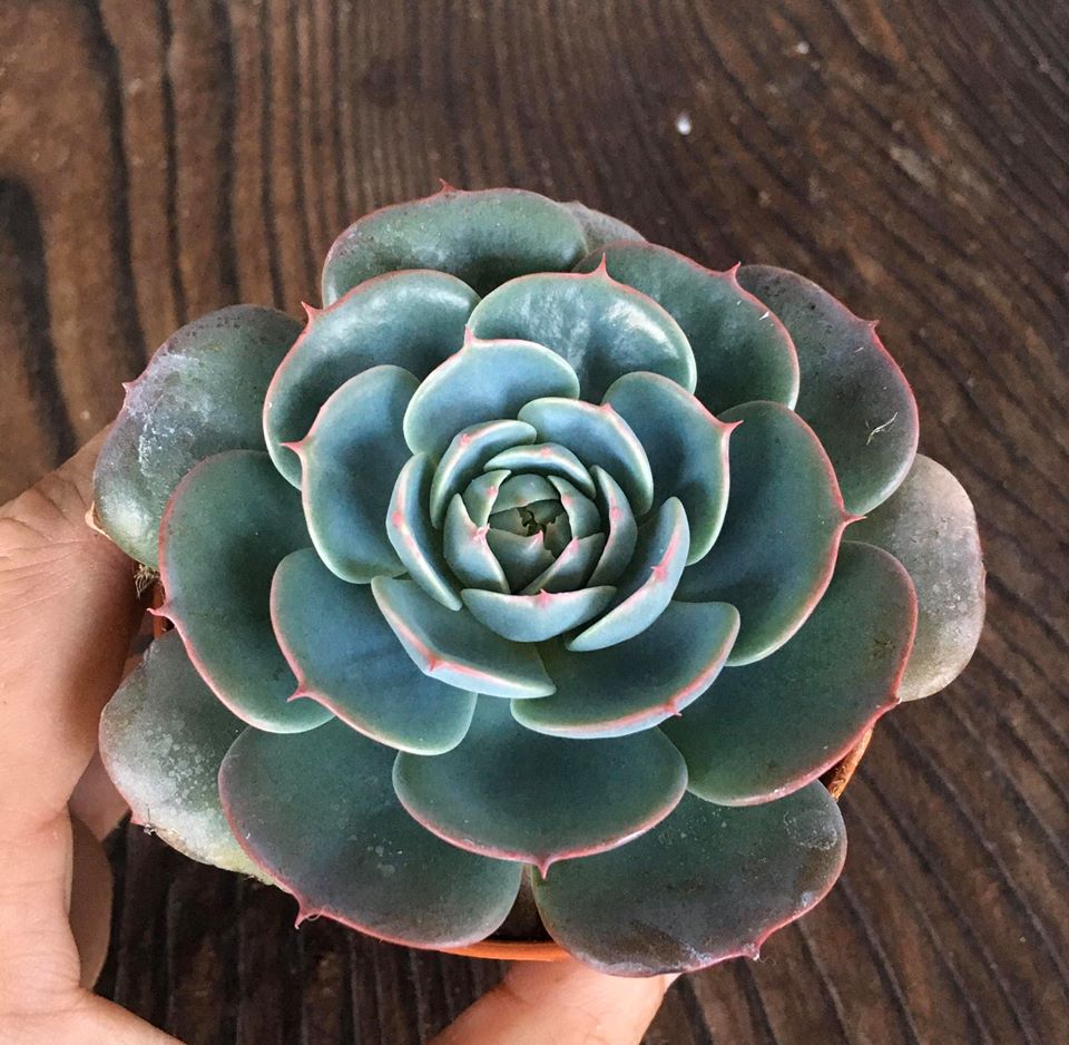 Echeveria Secunda Puebla