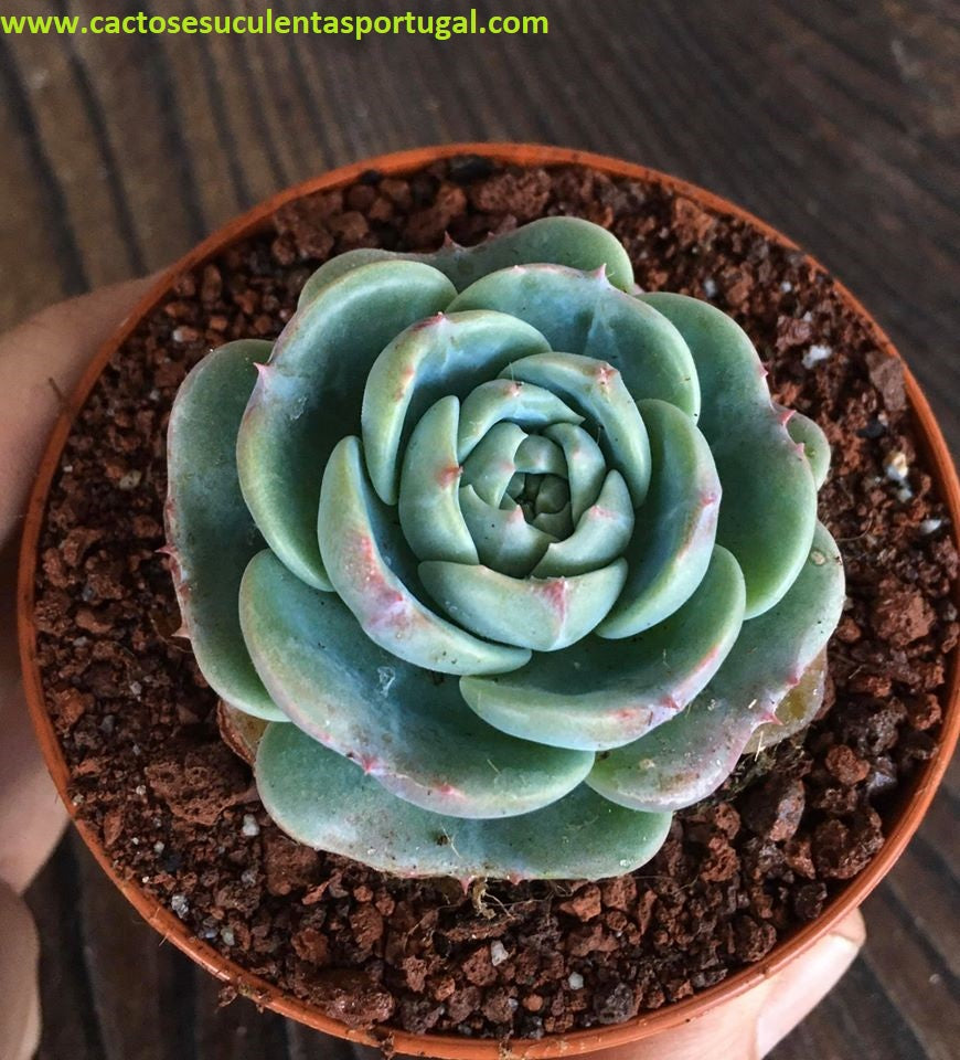 Echeveria Secunda Puebla form. compact