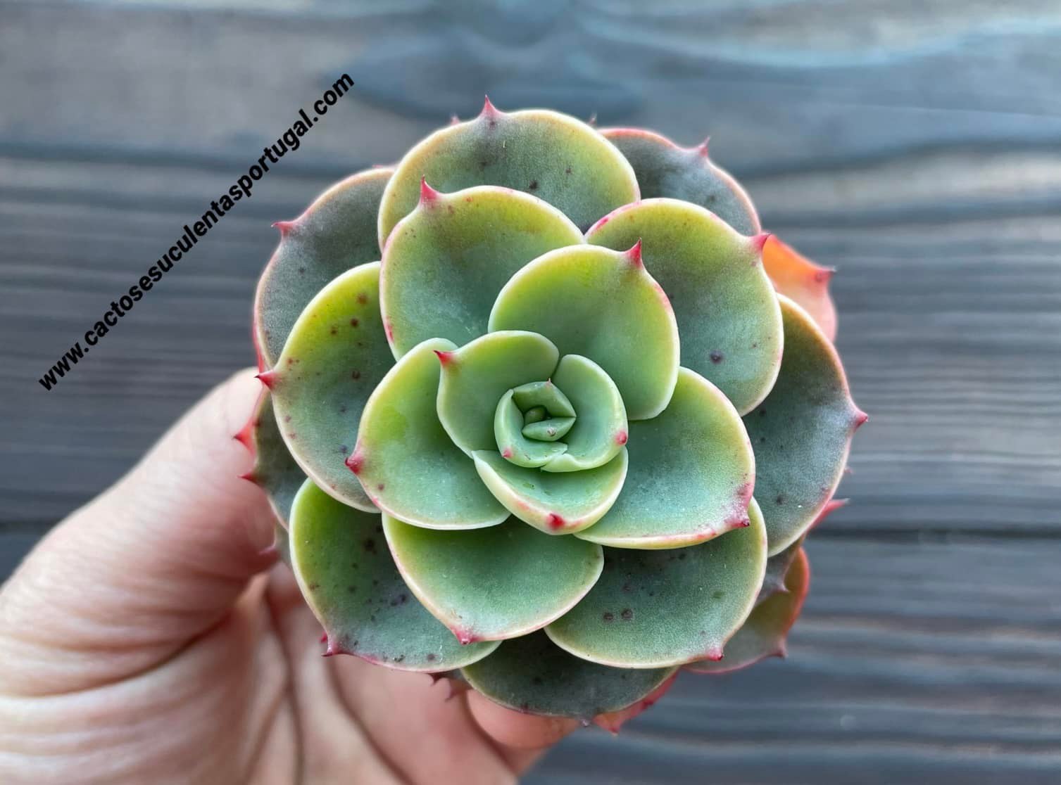 Echeveria 'Semnan' x Echeveria bicolor