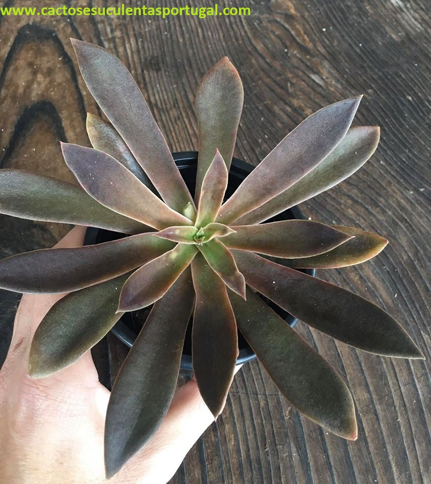 Echeveria Serrana