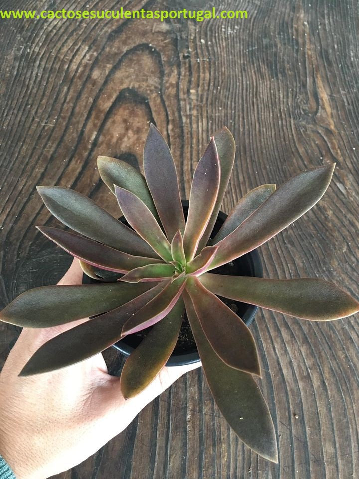 Echeveria Serrana