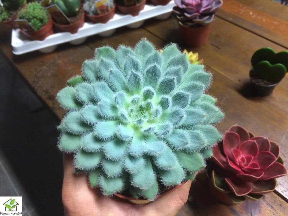 Echeveria Setosa var. diminuta