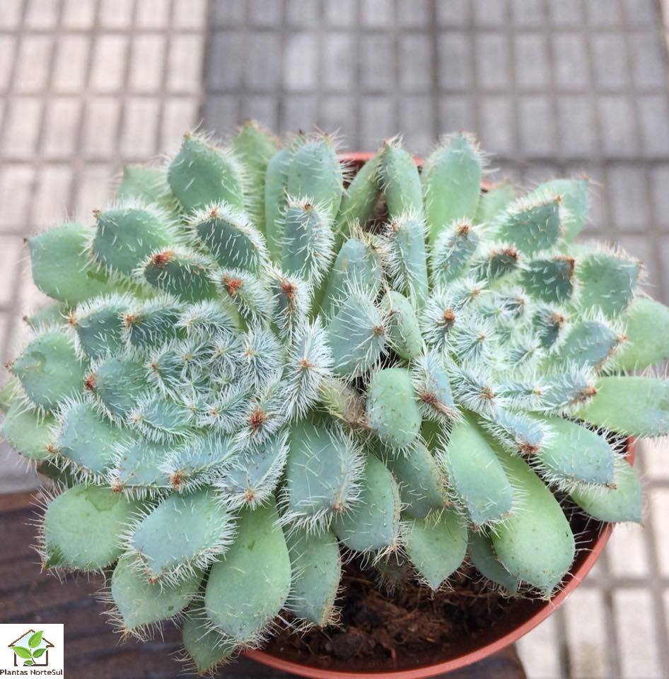 Echeveria Setosa var. diminuta, vaso 8.5cm
