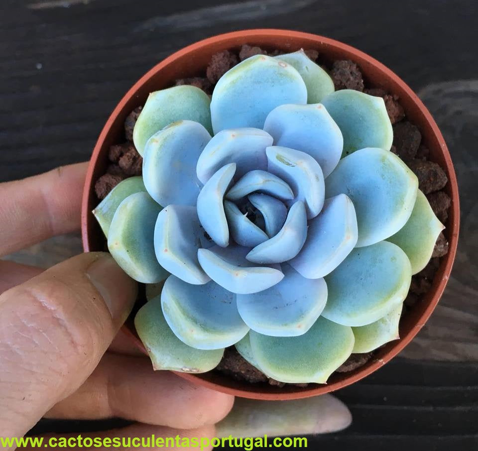 Echeveria Snow Bunny