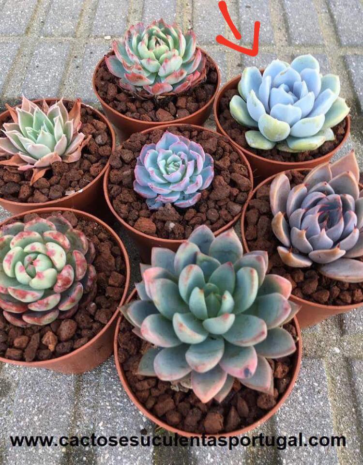 Echeveria Snow Bunny