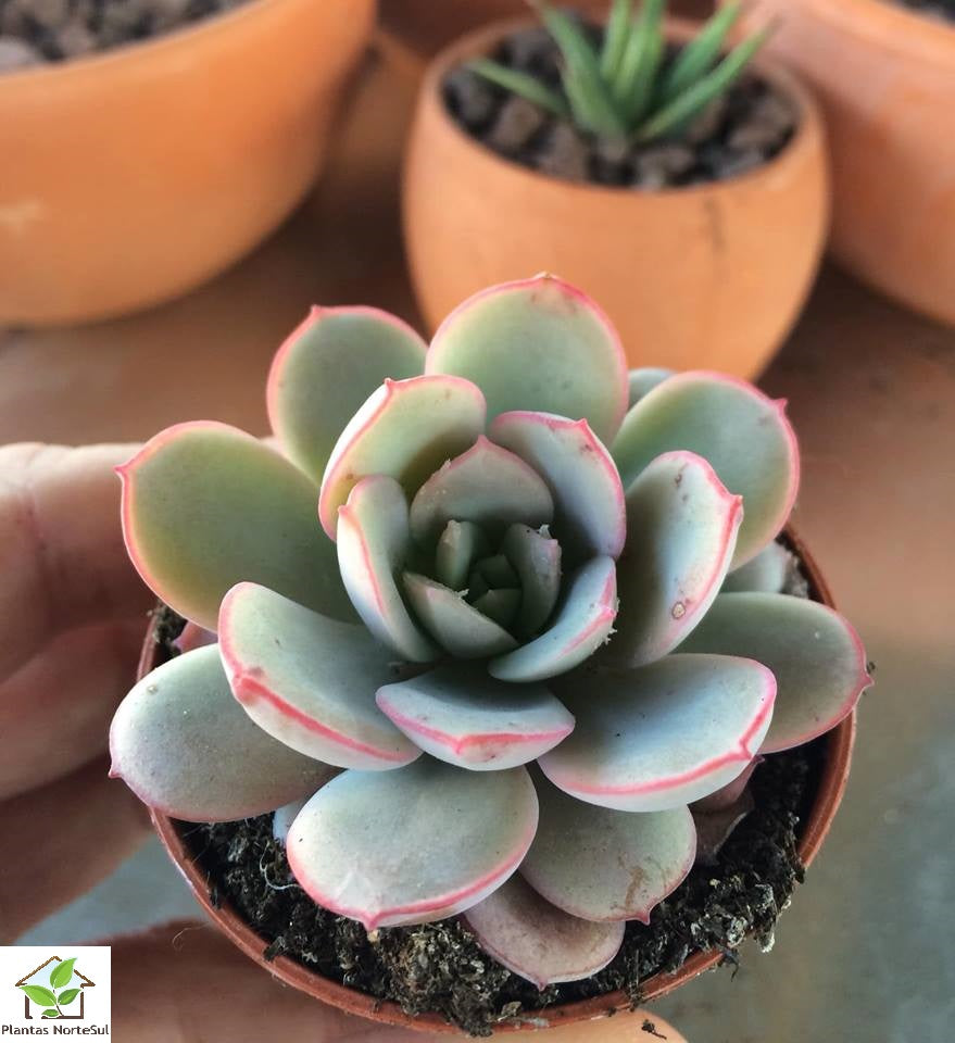 Echeveria Subcorymbosa Lau