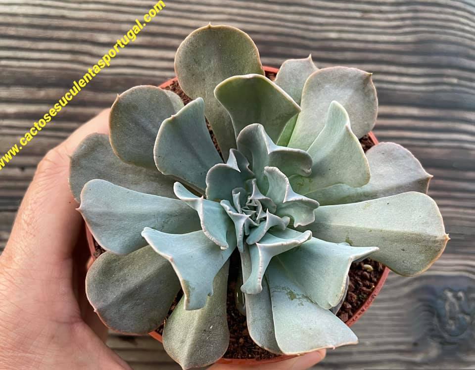 swan lake succulent Echeveria 'Swan Lake'