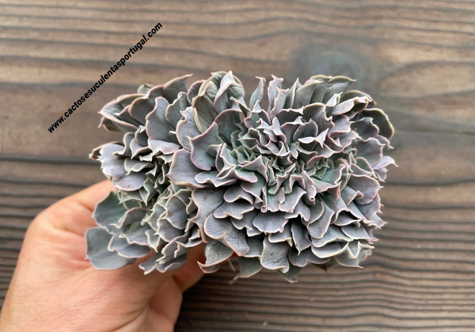 Echeveria 'Swan Lake' f. cristata