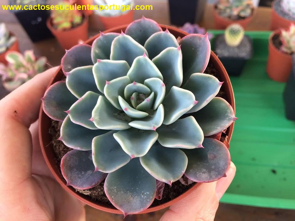 Echeveria Swirl