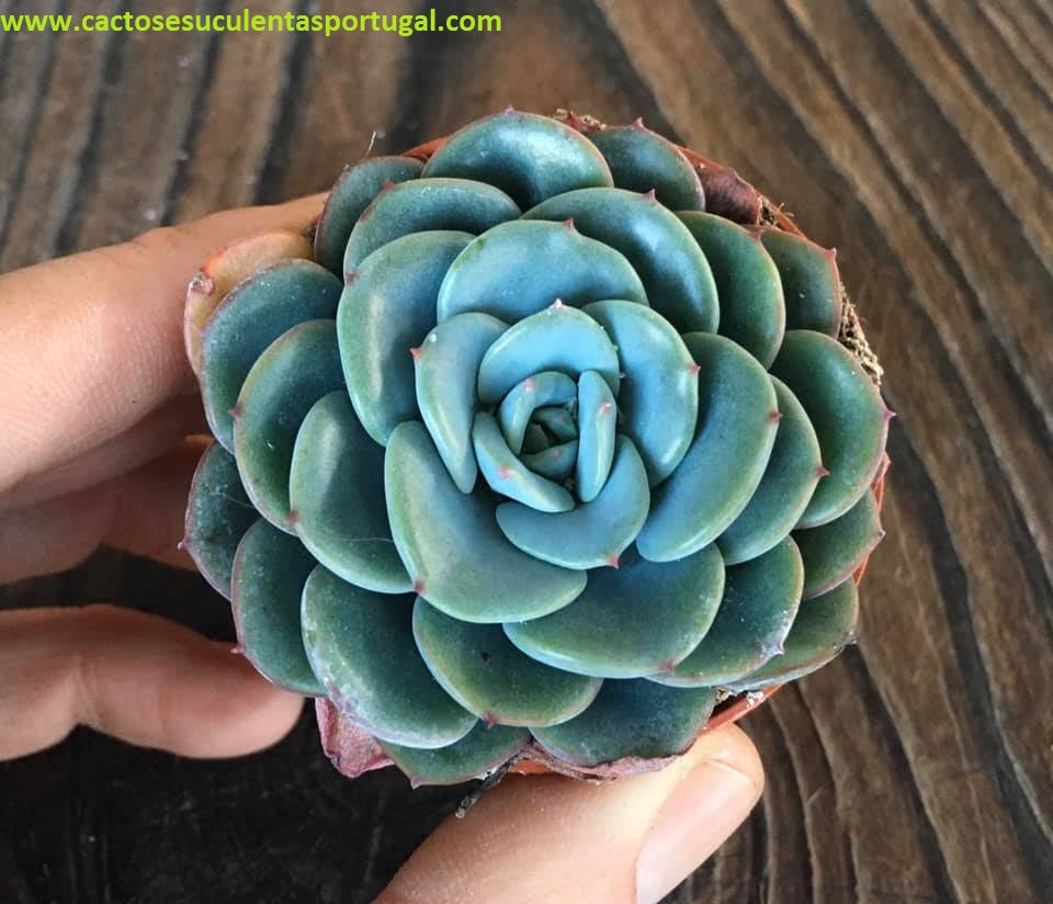 Echeveria Swirl