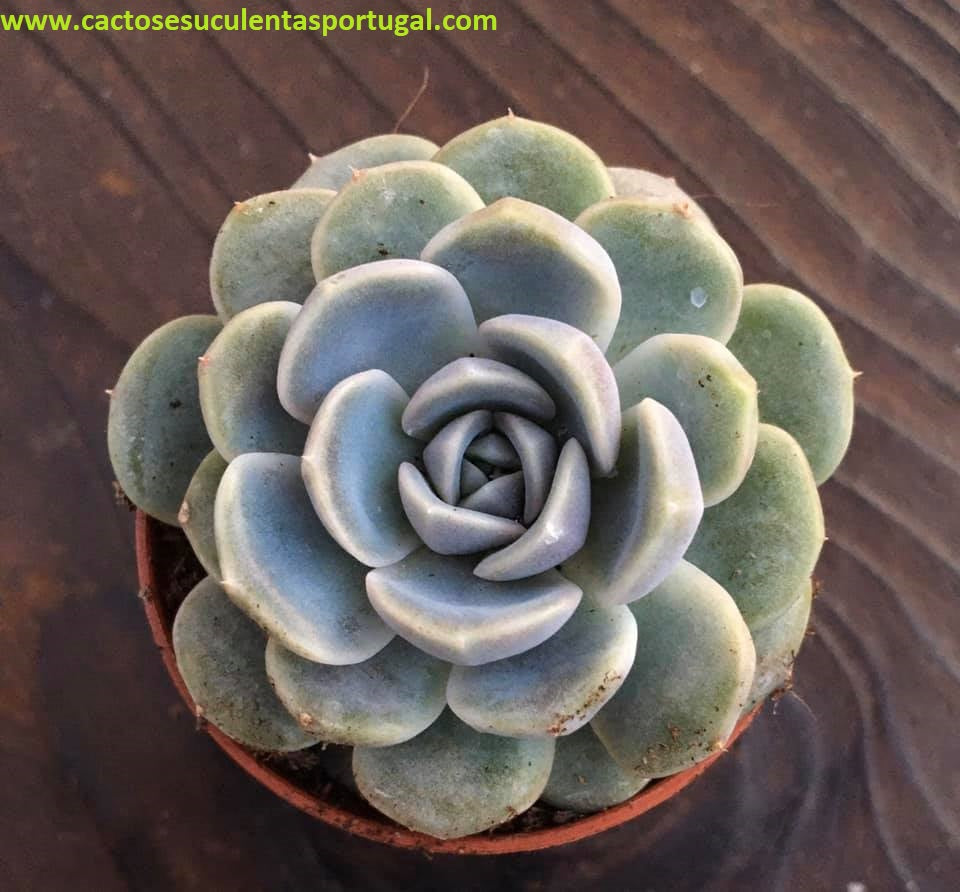 Echeveria Tynie Burger