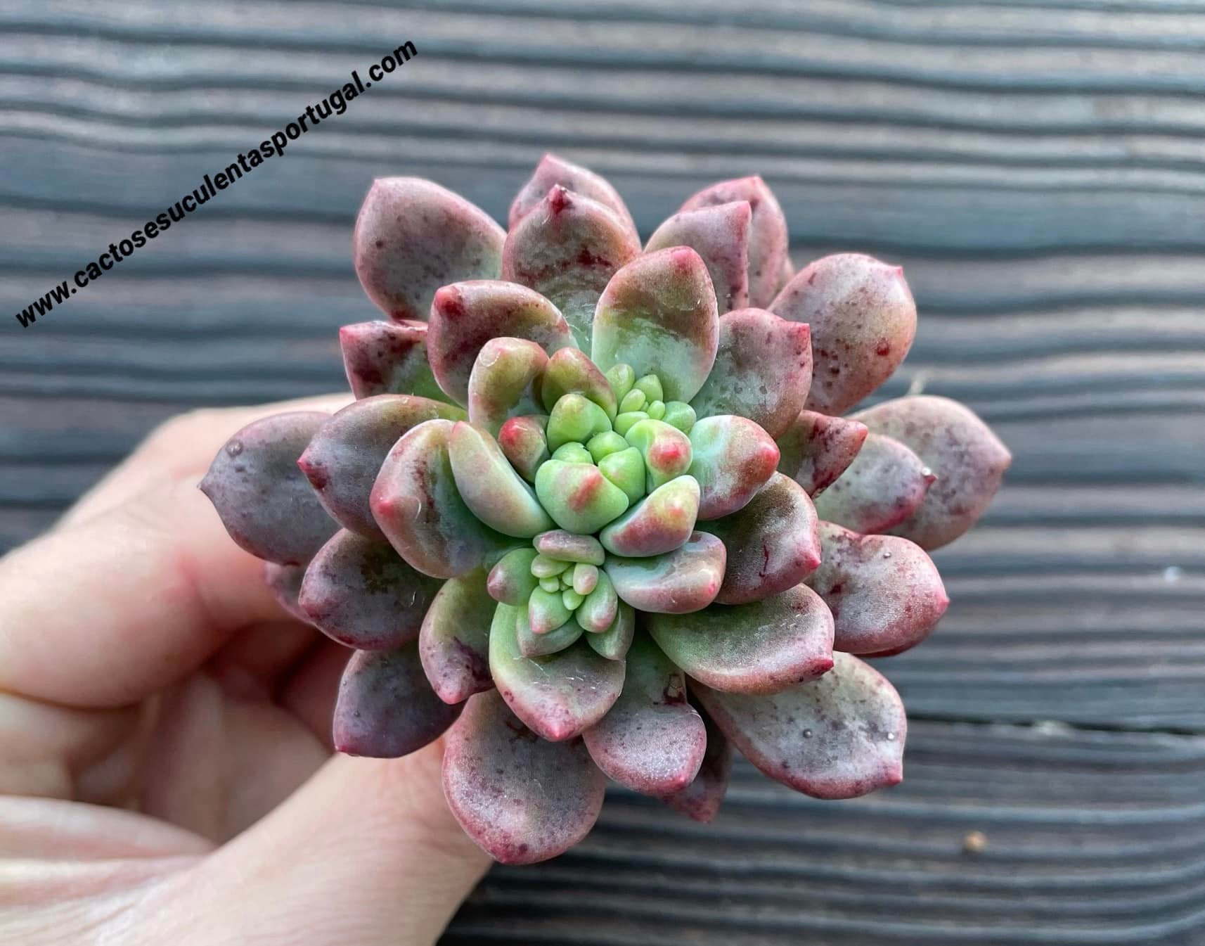 Echeveria 'Vienna' spp.