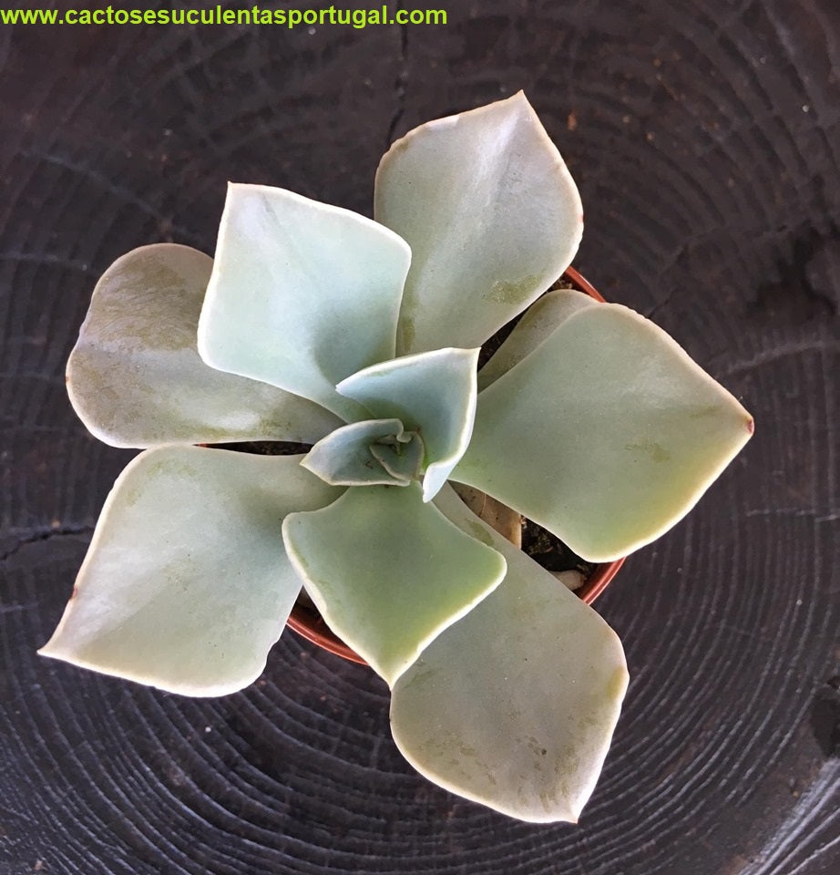 Echeveria White Prince Echeveria shaviana X Echeveria strictiflora