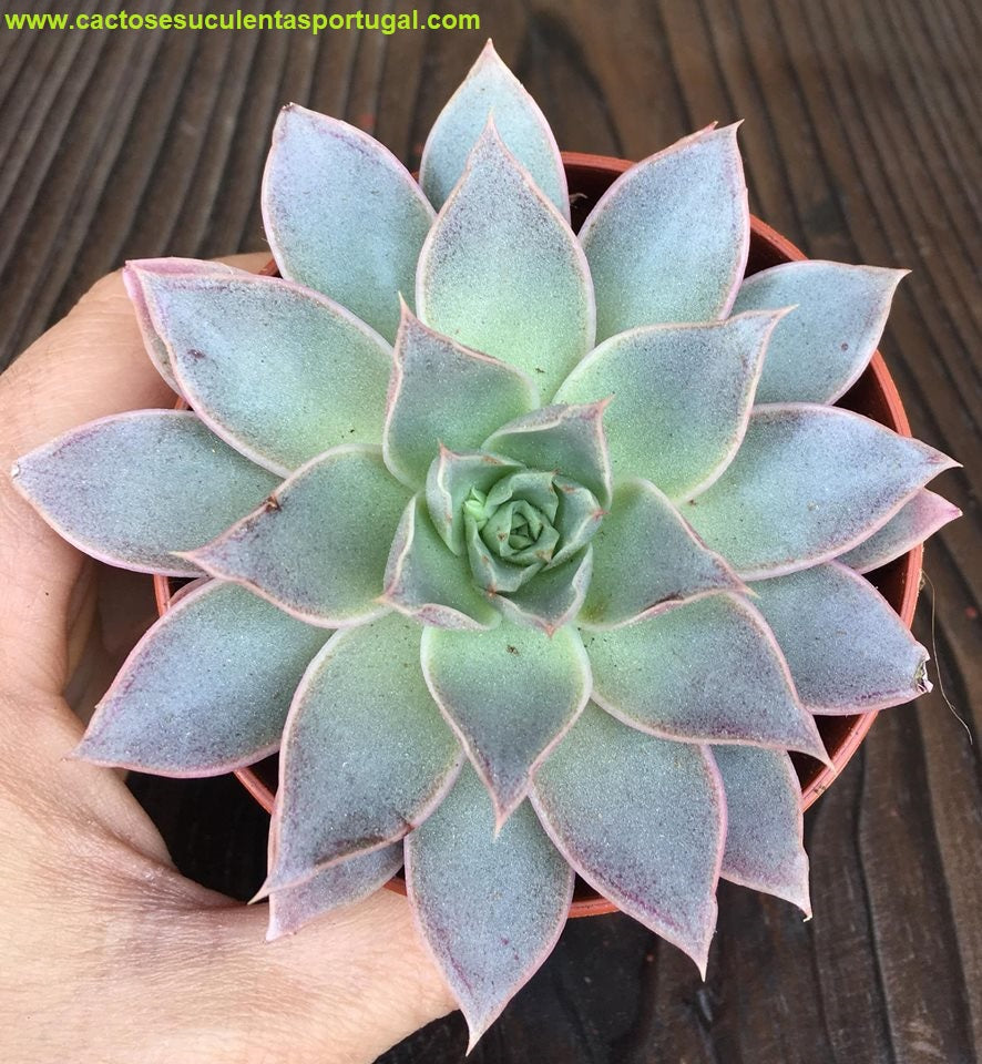 Echeveria belle etoile