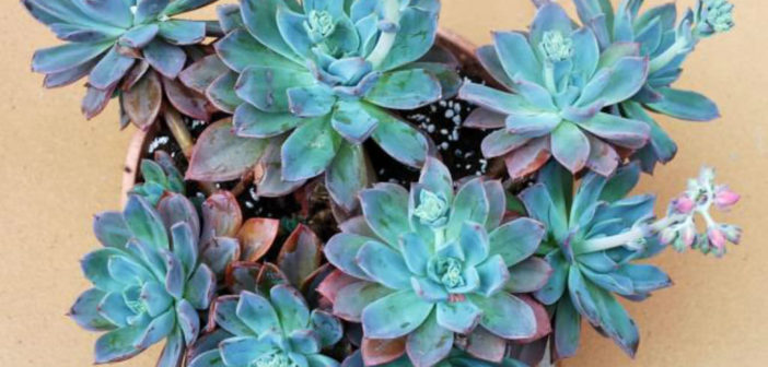 Echeveria Blue Prince