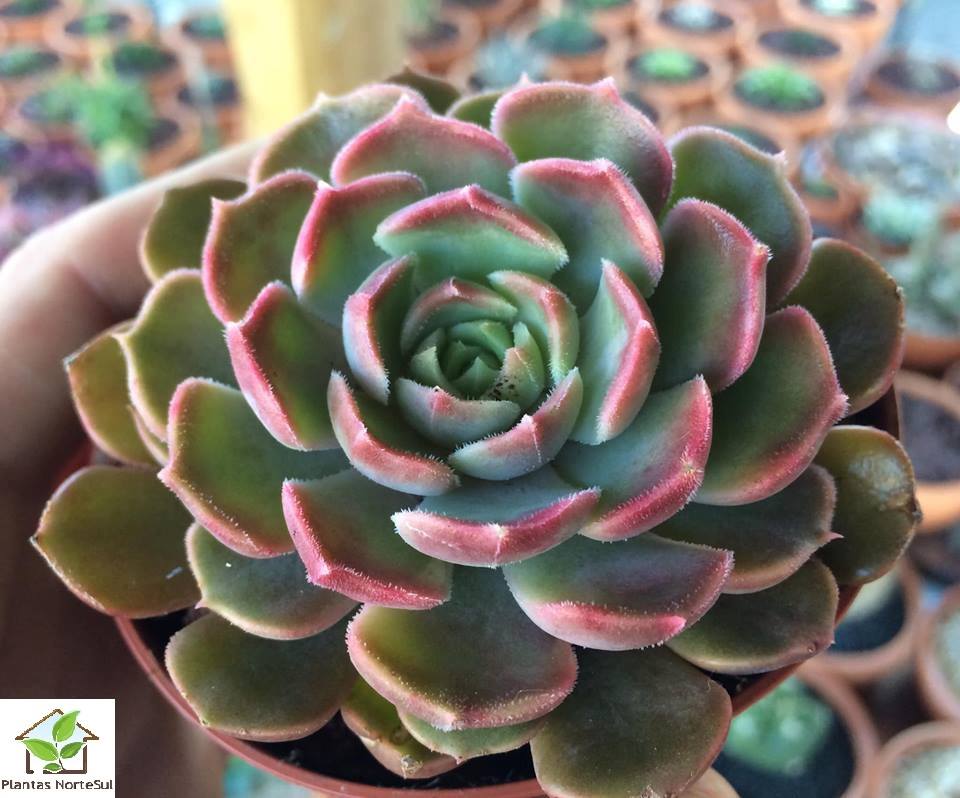 Echeveria brown pink