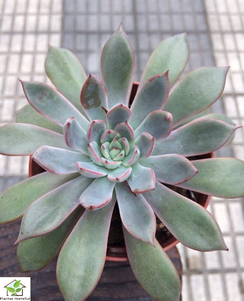 Echeveria caamanoi