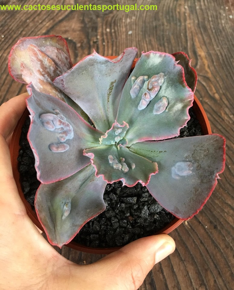 succulent calypso Echeveria calypso