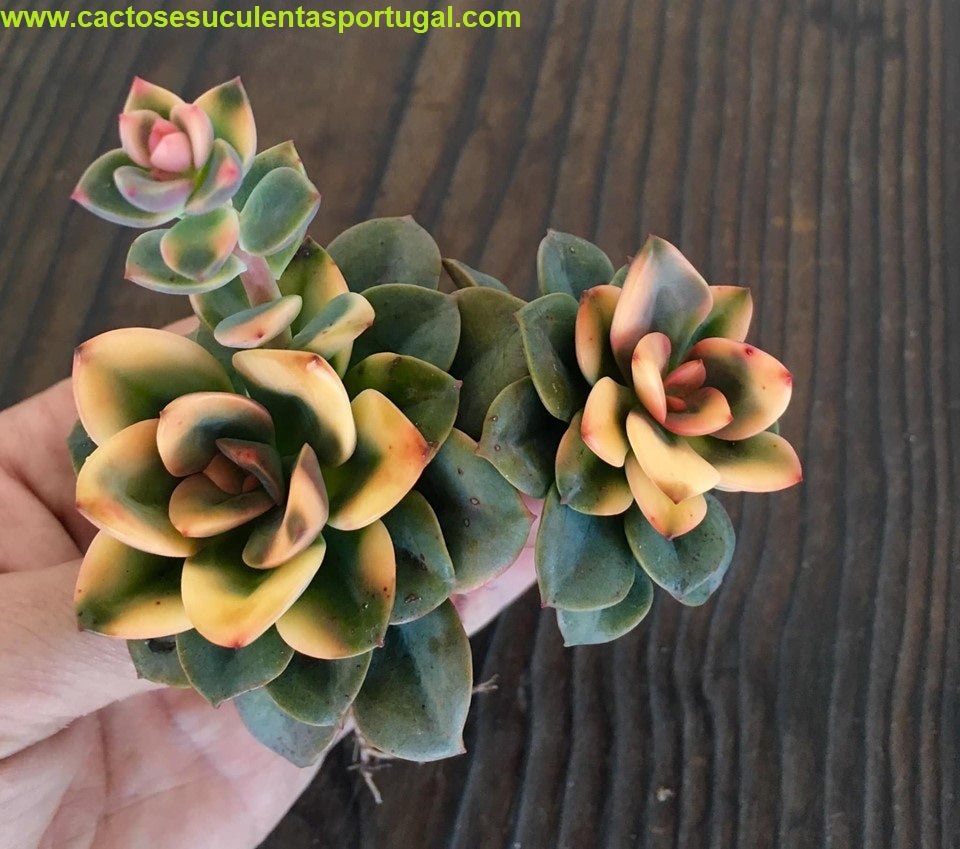 Echeveria Chroma