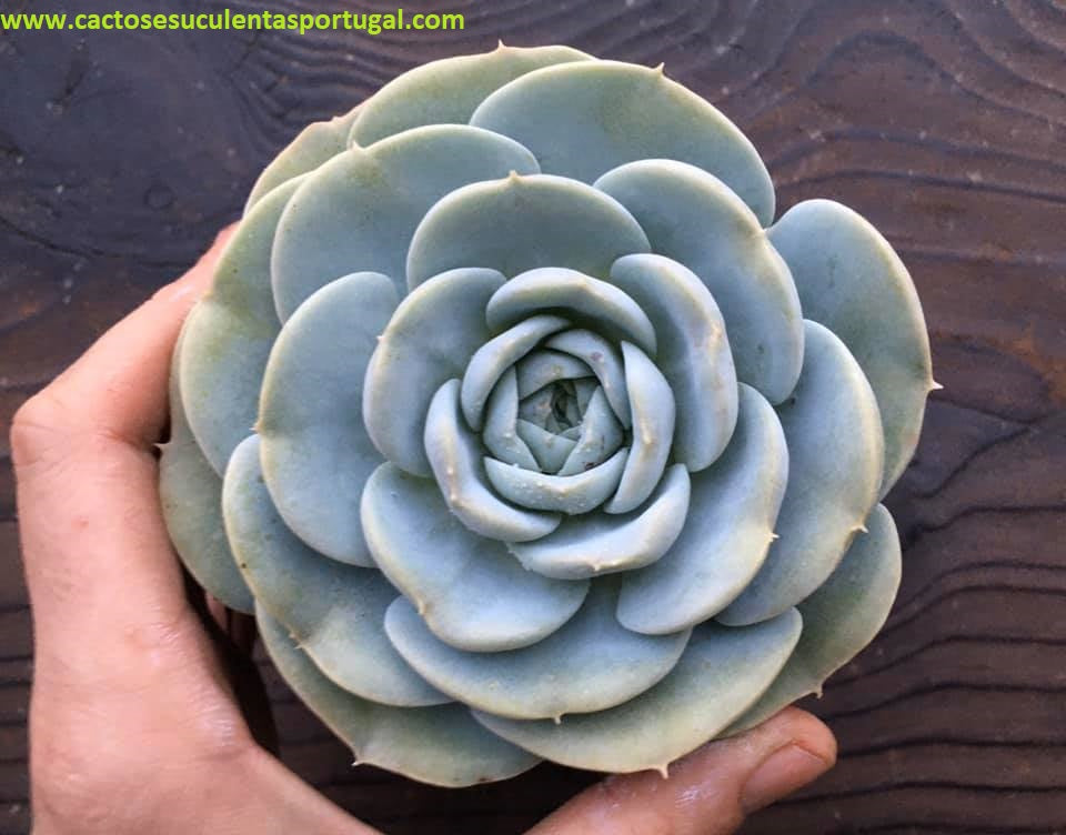 Echeveria Cocorete