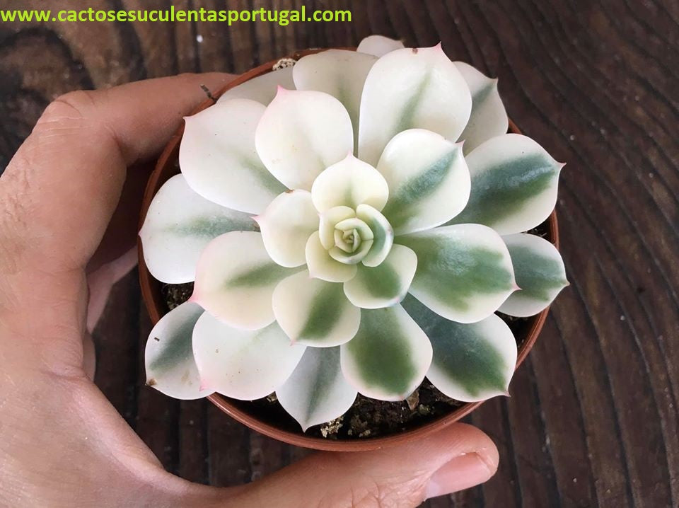 Echeveria Compton Carousel, ÚNICA