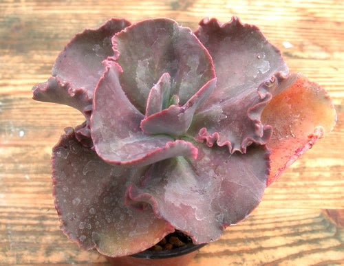 Echeveria crenulata rose