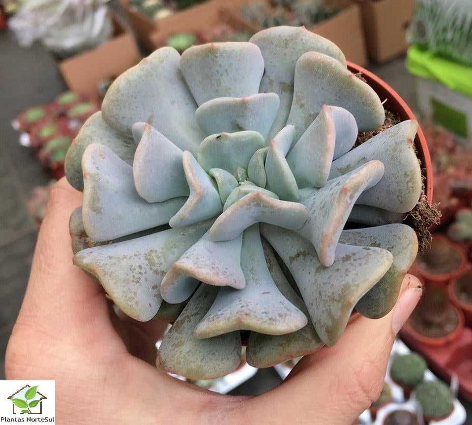 Echeveria cubic frost