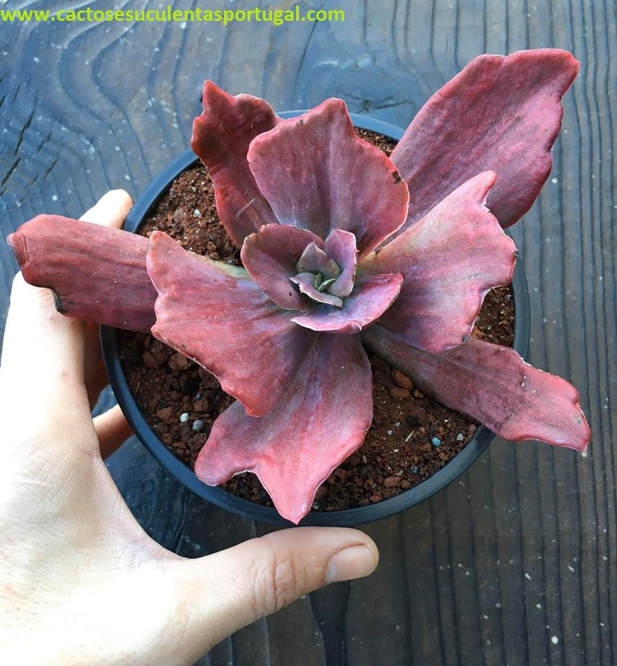 Echeveria diamond state