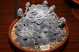Echeveria Difractens