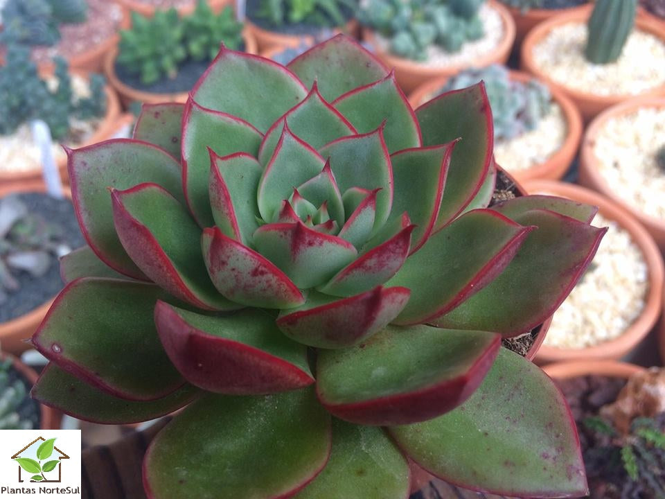 Echeveria elisha