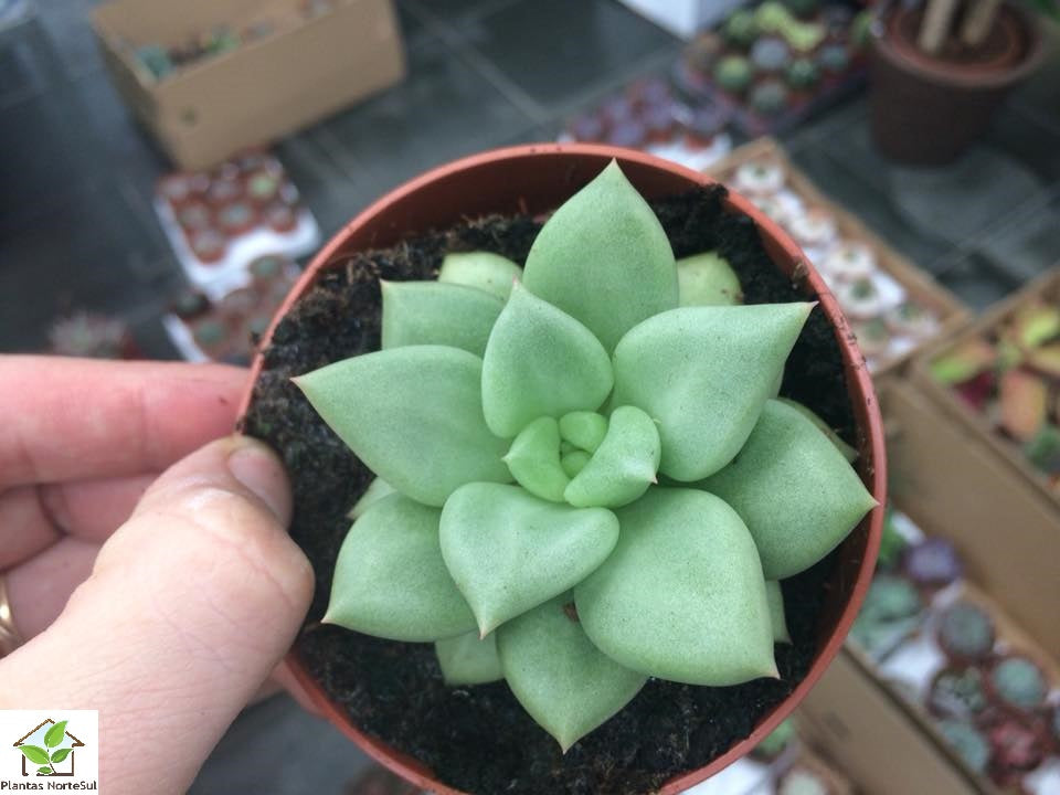 Echeveria Van keppel