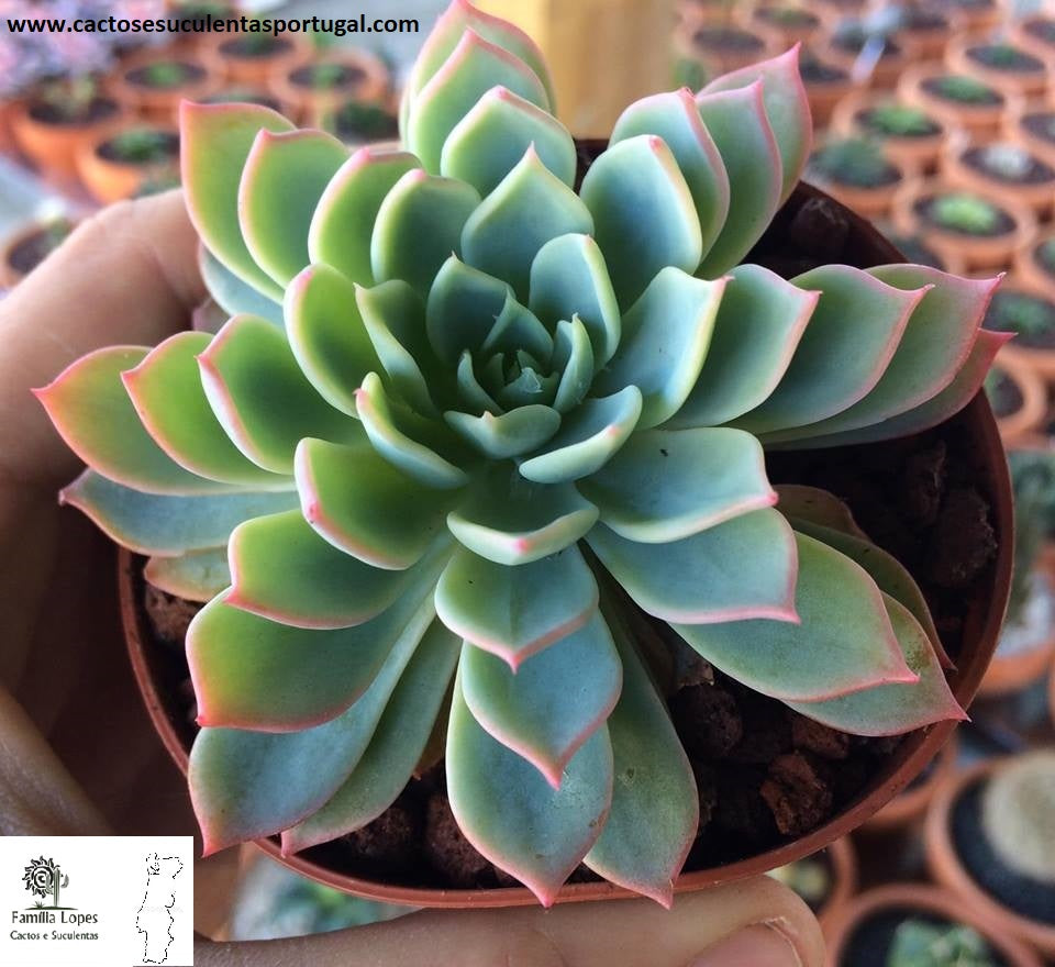 Echeveria kirov