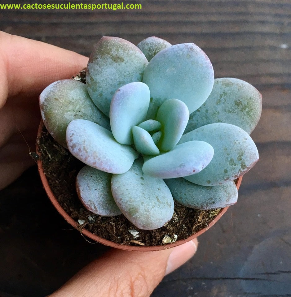 Echeveria laui