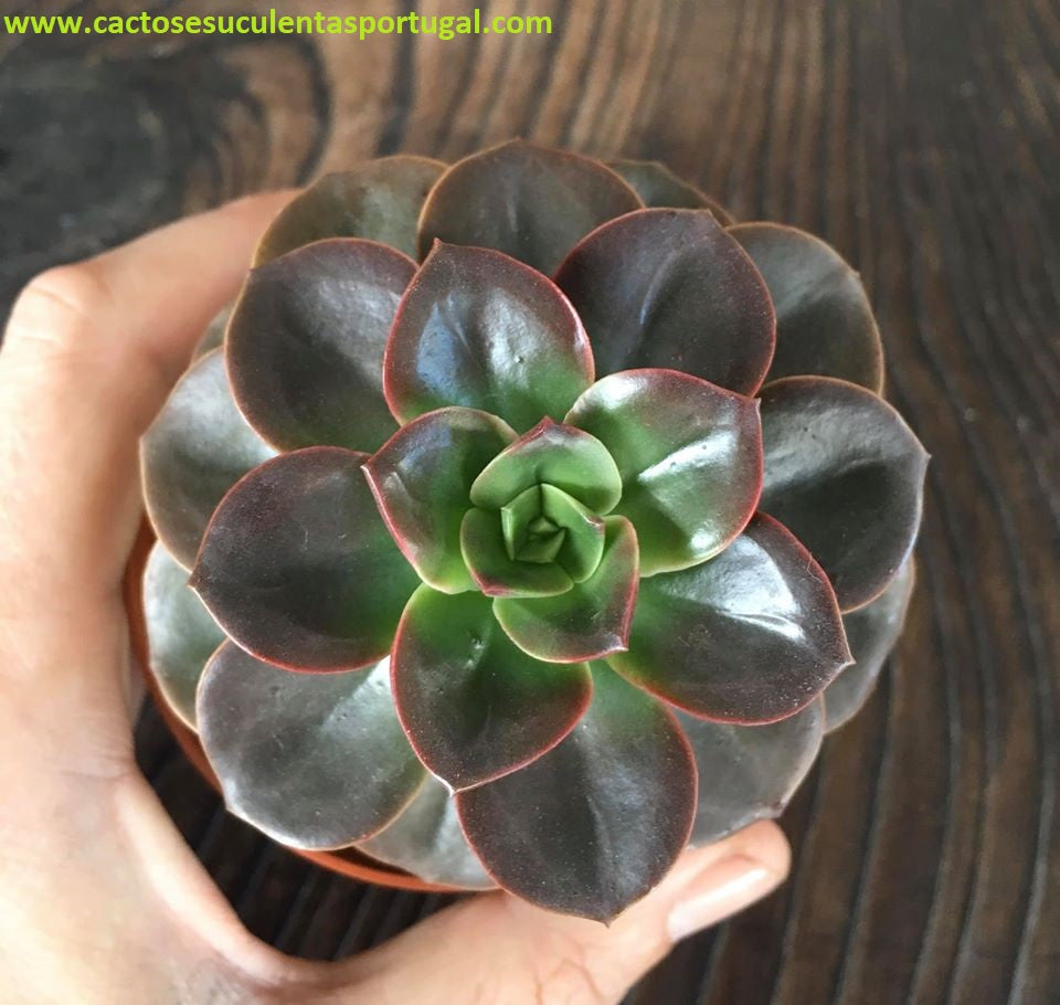 Echeveria Melaco