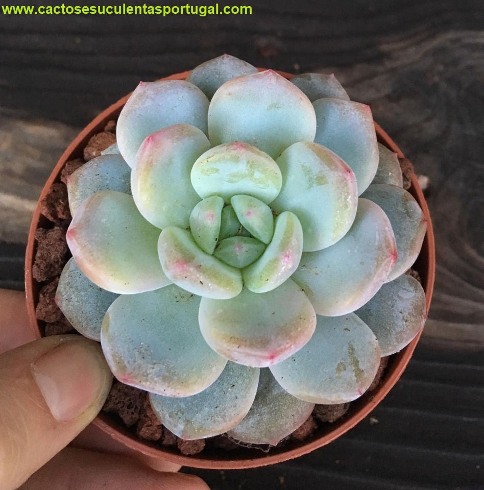 Echeveria monroe