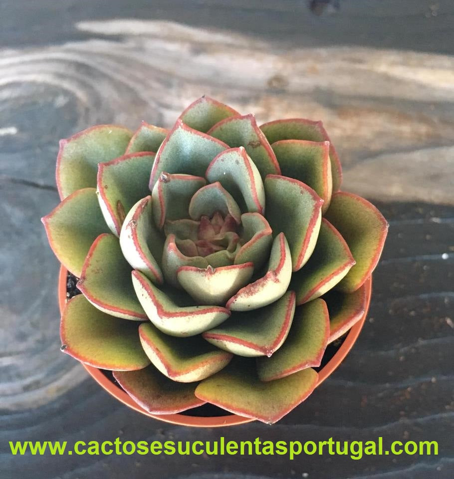 Echeveria moranii