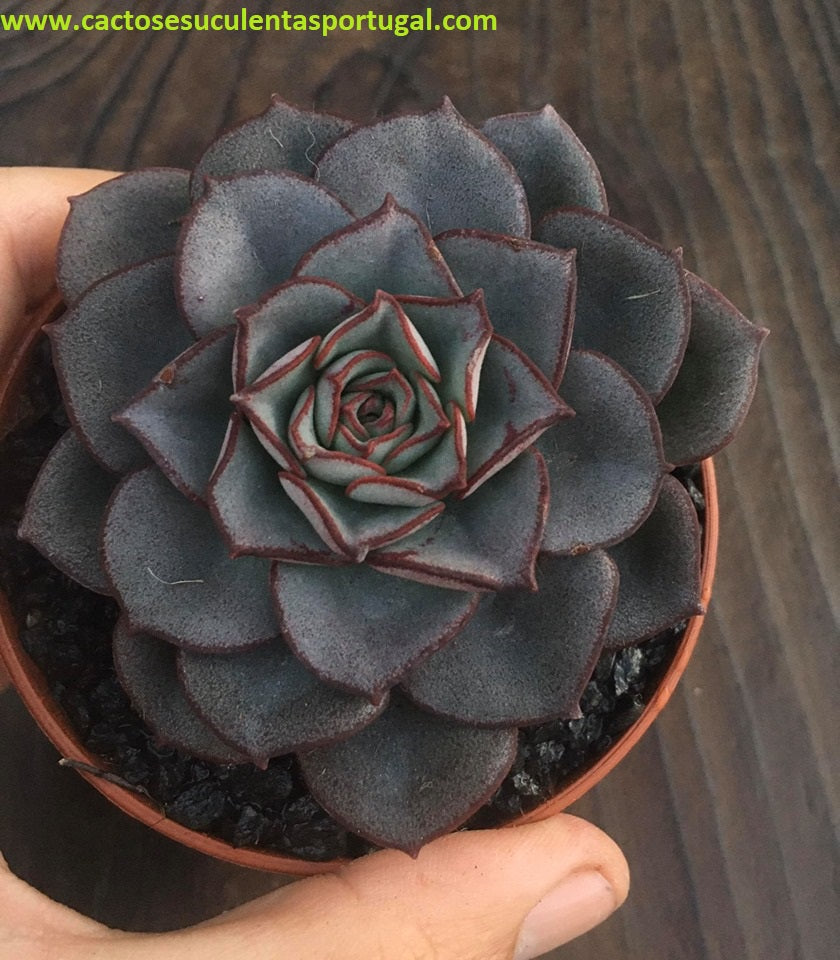 Echeveria moranii