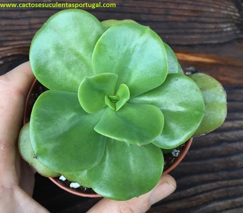 Echeveria multicaulis "Ginmei Tennyo"