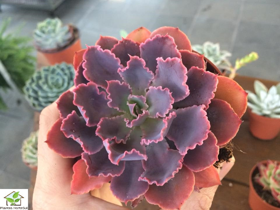 Echeveria neon breakers